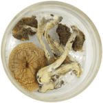 African Cubensis (Panaeolus africanus) | Powerful Magic Mushrooms Canada