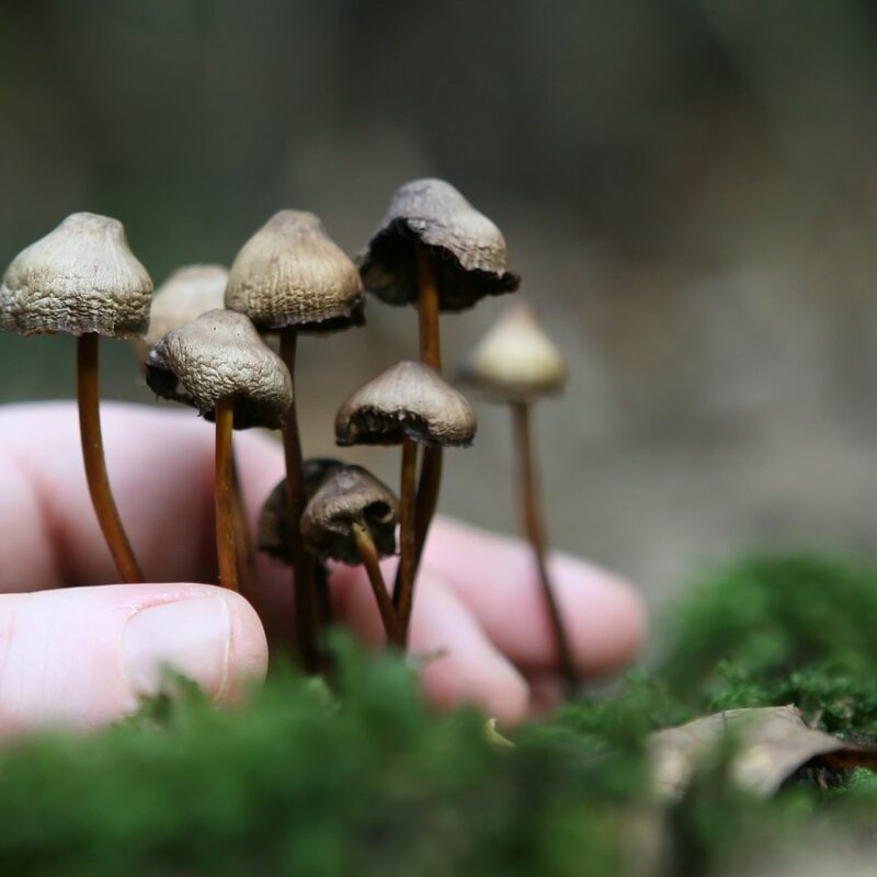 Guide to Magic Mushrooms | Powerful Magic Mushrooms Canada