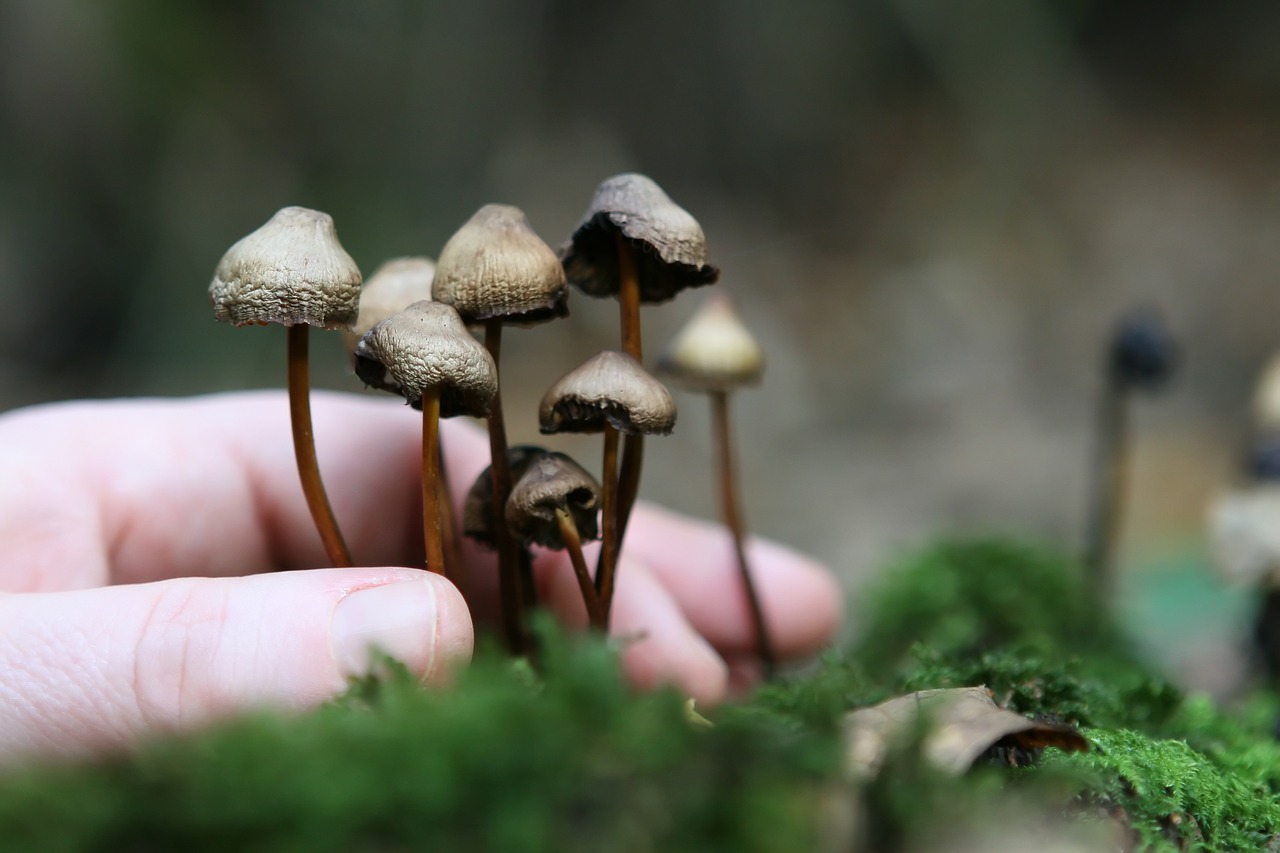 The Growth Network of Magic Mushrooms