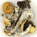 Thai Elephant | Powerful Magic Mushrooms Canada