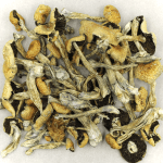 Puerto Rican | Powerful Magic Mushrooms Canada