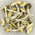Blue Magnolia Rust | Powerful Magic Mushrooms Canada