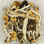 Cuban | Powerful Magic Mushrooms Canada