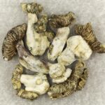 White Burma | Powerful Magic Mushrooms Canada