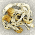 Chitwan Nepal | Powerful Magic Mushrooms Canada