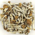 Florida White | Powerful Magic Mushrooms Canada