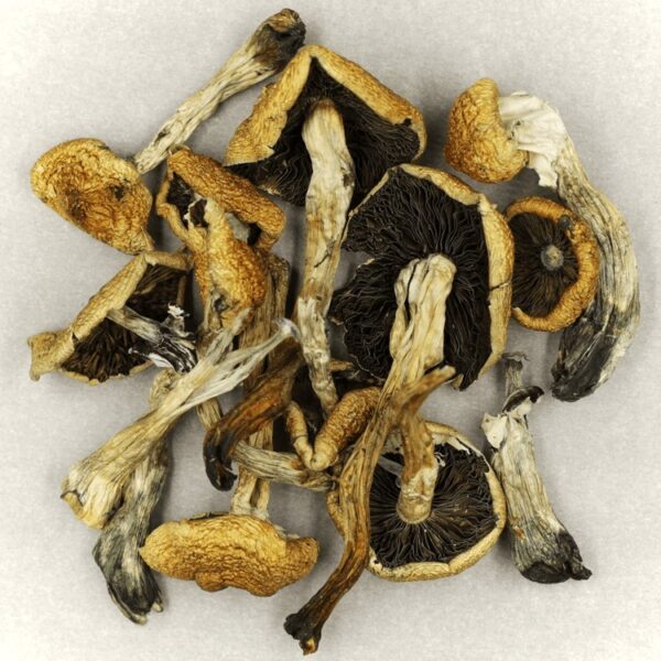 Malabar | Powerful Magic Mushrooms Canada