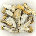 Melmac | Powerful Magic Mushrooms Canada