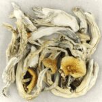 Treasure Coast | Powerful Magic Mushrooms Canada