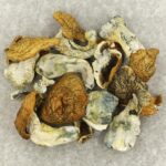 King Kong | Powerful Magic Mushrooms Canada