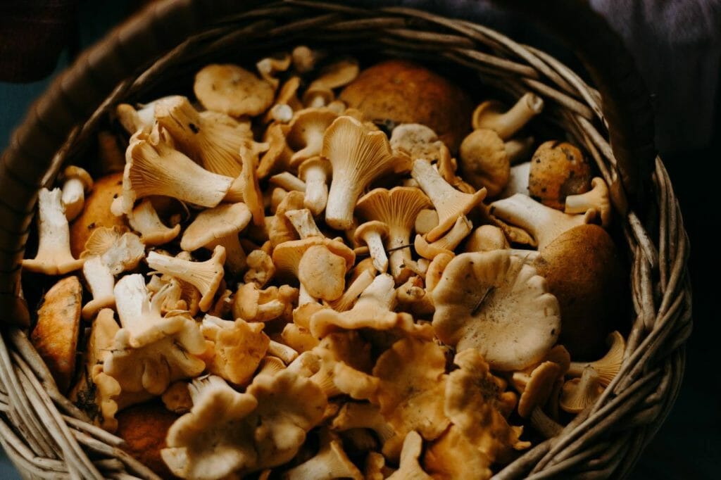 Buy shrooms online Powerful Magic Mushrooms Canada
