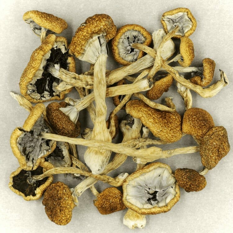 Mush Cambodian at Powerful Magic Mushrooms Canada