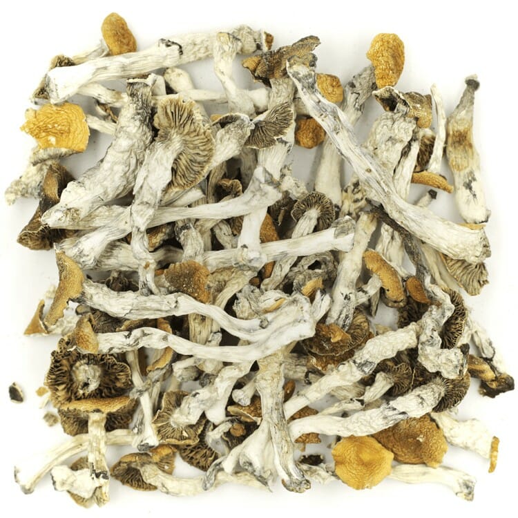 Mush Golden Teacher at Powerful Magic Mushrooms Canada