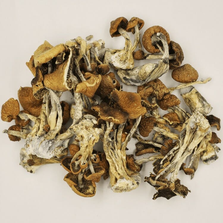 Psilocybe Cubensis at Powerful Magic Mushrooms Canada