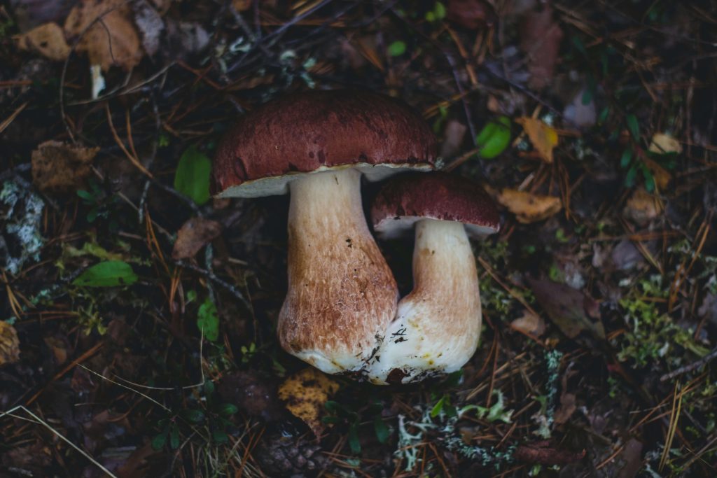 Amazonian Cubensis at Powerful Magic Mushrooms Canada
