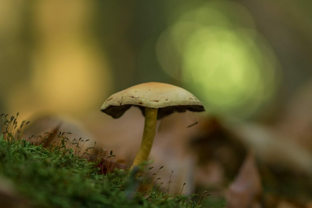 psilocybe cubensis at Powerful Magic Mushrooms Canada
