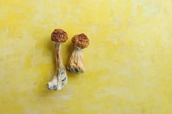 Lemon Tek at Zoomies Canada | Powerful Magic Mushrooms Canada