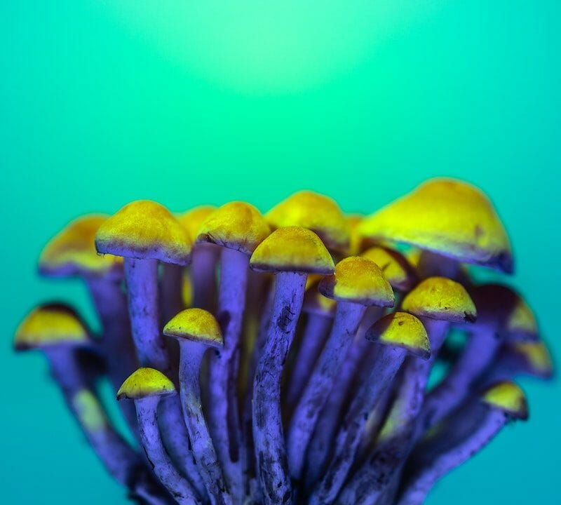 LSD Edibles | Powerful Magic Mushrooms Canada