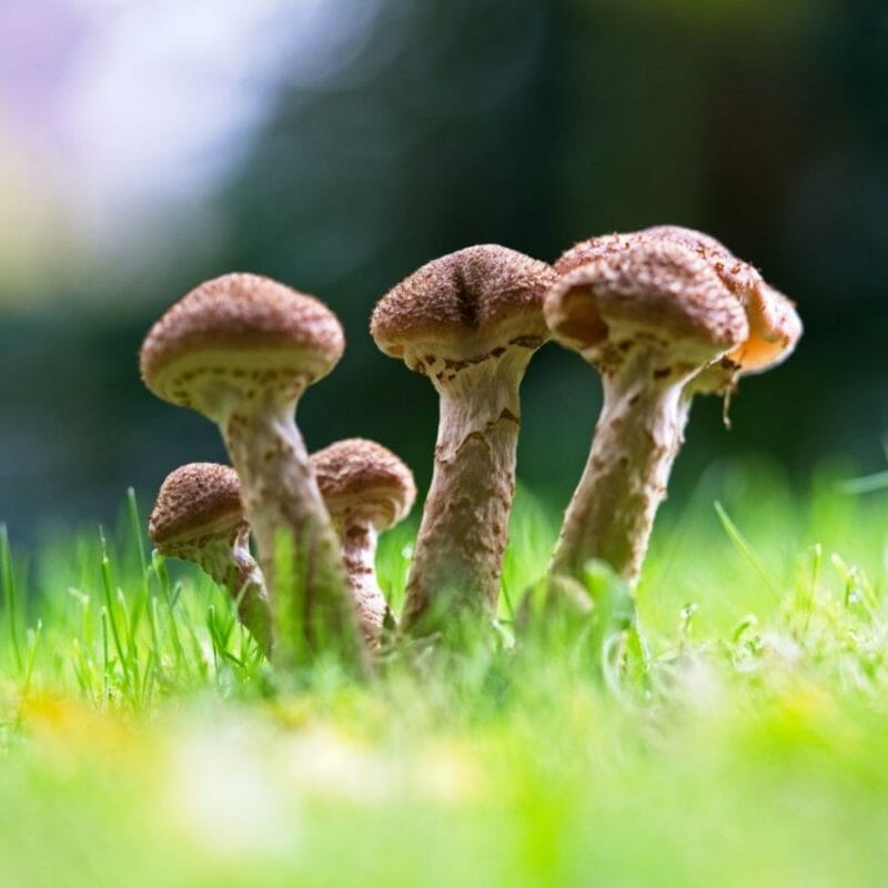 Mushroom Dispensary | Powerful Magic Mushrooms Canada