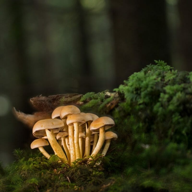 Strongest Mushroom Strains | Powerful Magic Mushrooms Canada