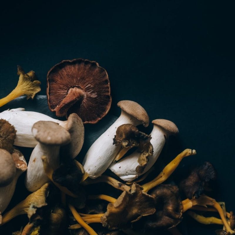 Dried Shrooms | Powerful Magic Mushrooms Canada