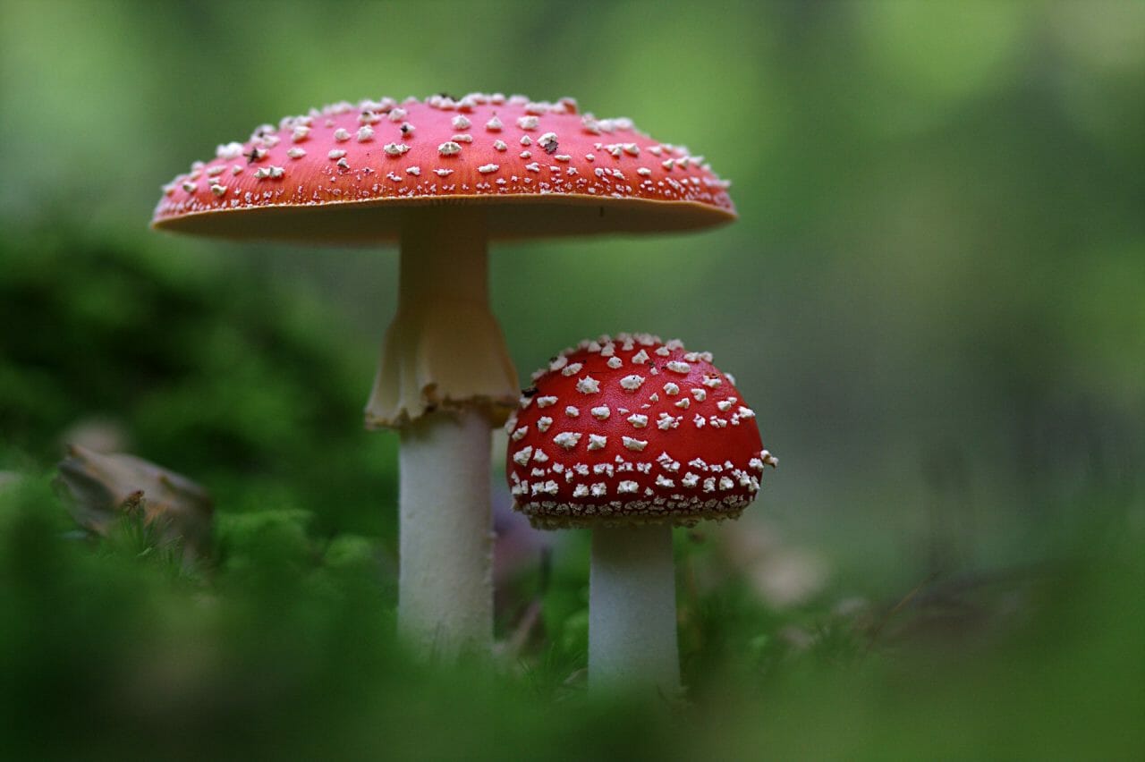 The Emergence of Magic Mushrooms in Canada: The Best Varieties to Sample