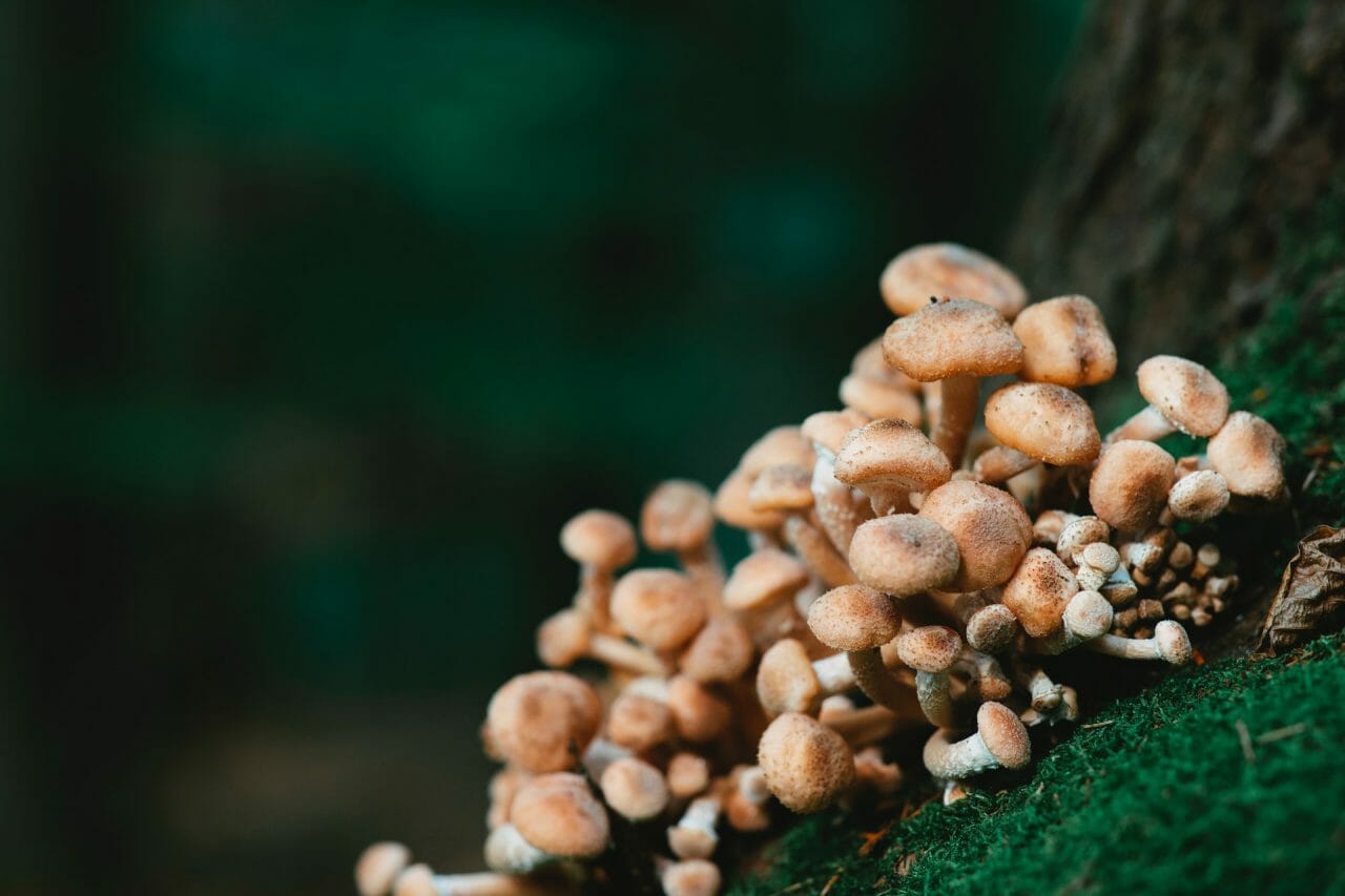 Offerings from the Mushroom Dispensary in Treating Depression