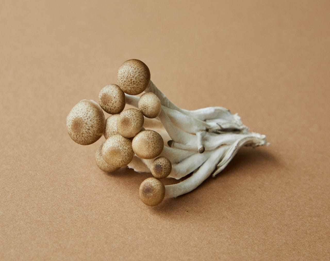 Exploring Penis Envy: An In-Depth Review of the Most Potent Mushroom Strain