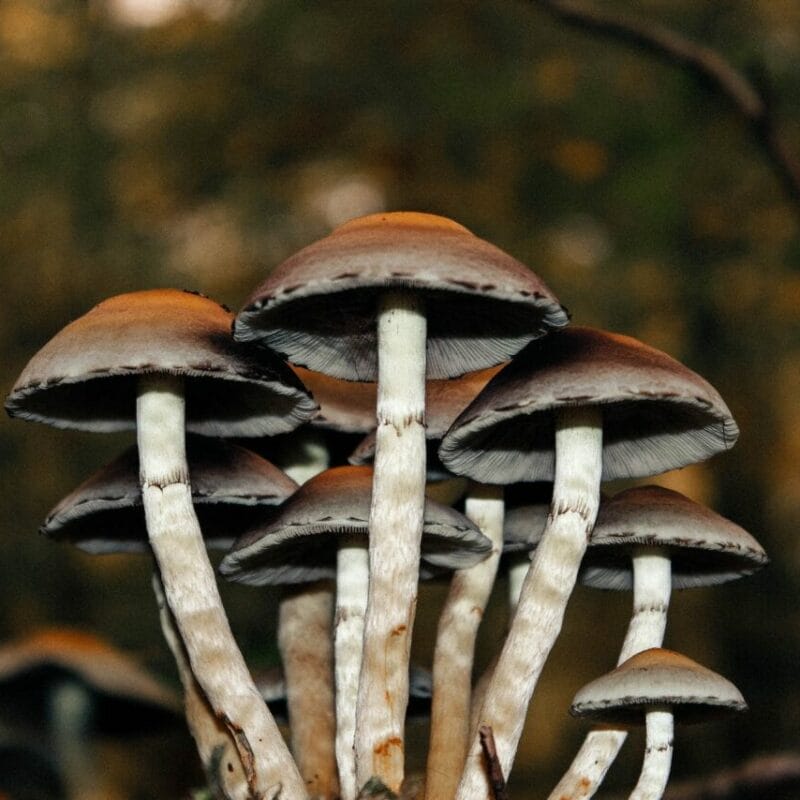 Microdose Mushrooms | Powerful Magic Mushrooms Canada