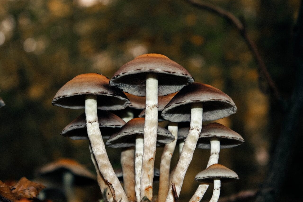 An Examination of Instances: Using Microdose Mushrooms for Alleviating Chronic Pain