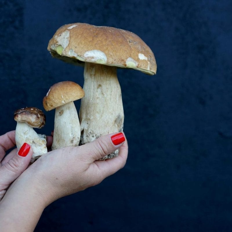 Shrooms Online | Powerful Magic Mushrooms Canada