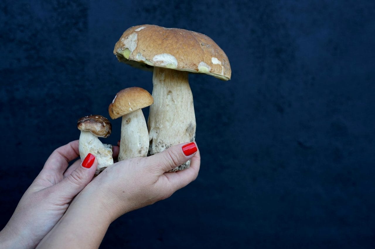 Five Essential Mushroom Varieties to Try Near You