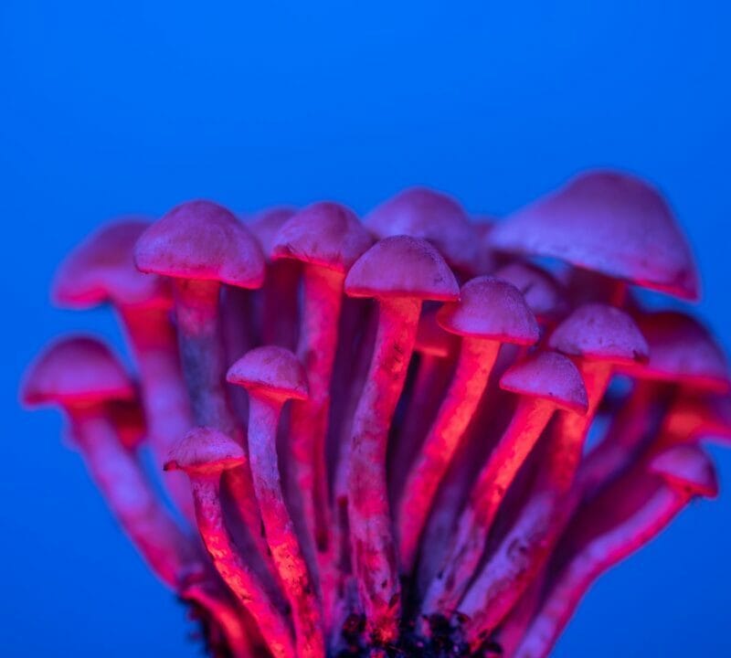 Shrooms Delivery in Canada | Powerful Magic Mushrooms Canada