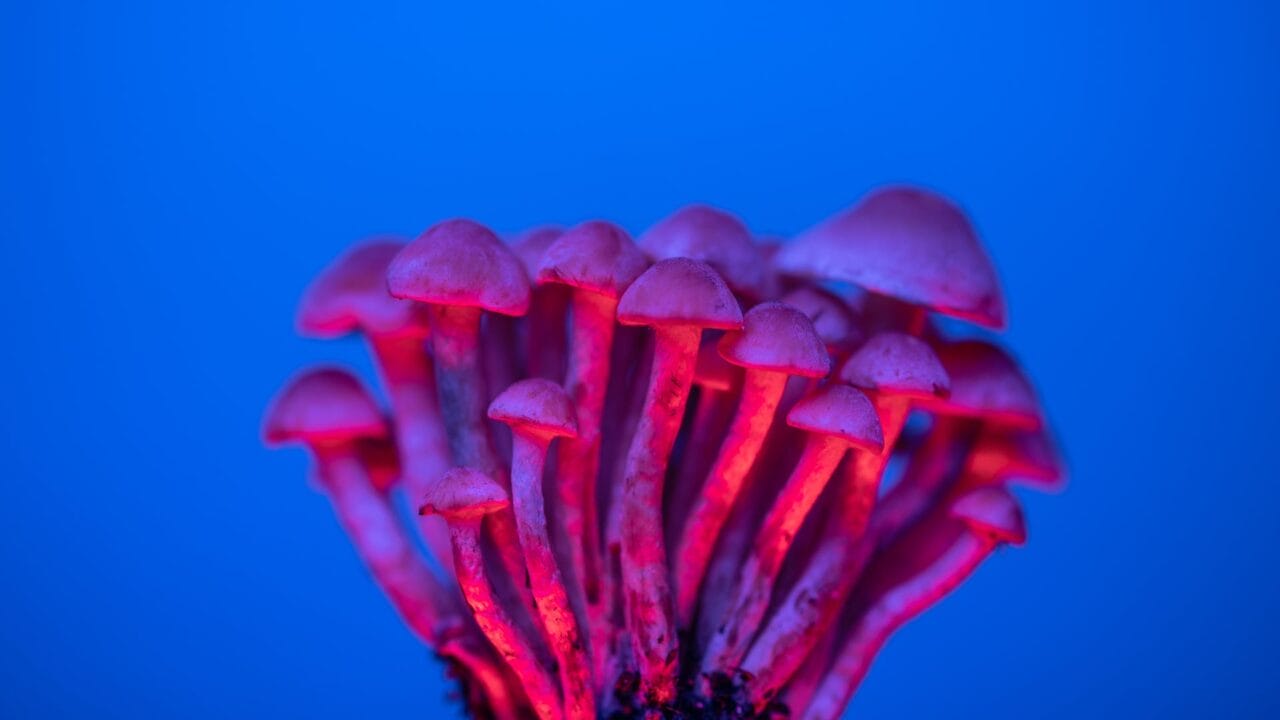 Delivery of Shrooms for Enhancing Cognition: A Deep Dive into the Advantages of Nootropics