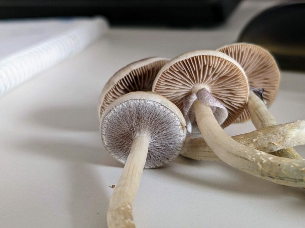 Magic Mushrooms at Powerful Magic Mushrooms Canada