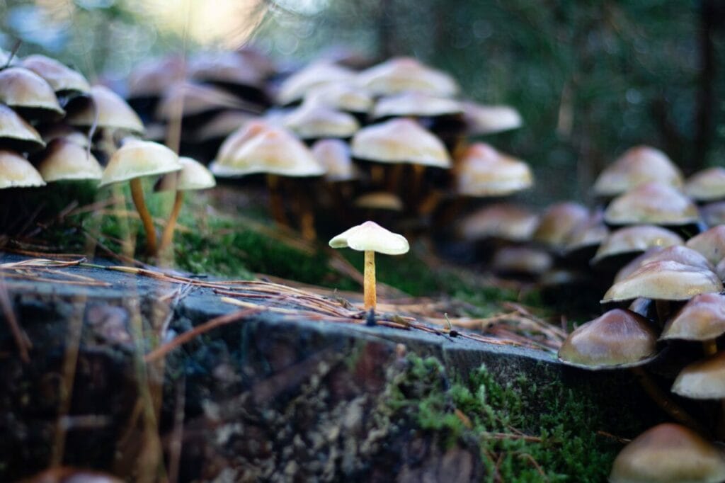 Shroom Delivery at Powerful Magic Mushrooms Canada