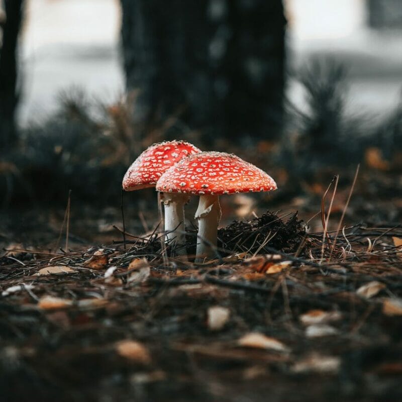 Shroom online delivery at Zoomies Canada | Powerful Magic Mushrooms Canada