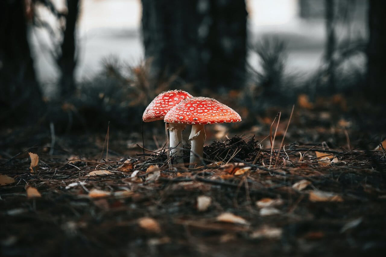 The Evolution of Psilocybin: Its Production, Research, and Potential Future Developments