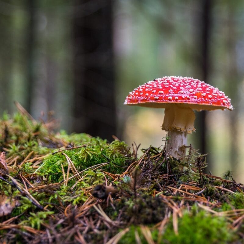 Shrooms Online in Canada | Powerful Magic Mushrooms Canada