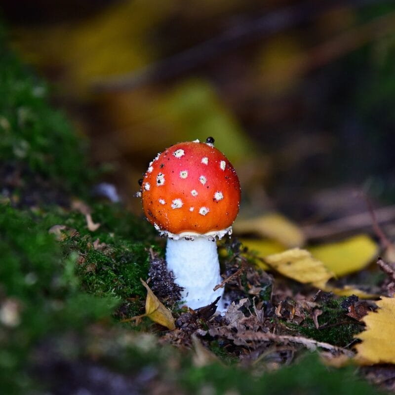 buy LSD online in Canada | Powerful Magic Mushrooms Canada