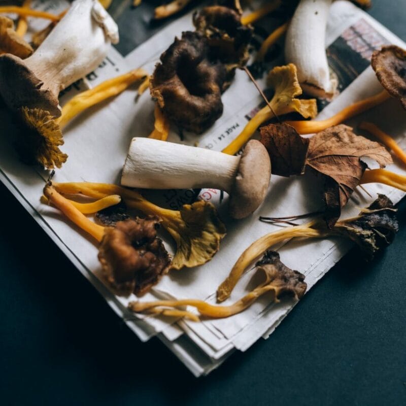 Mushroom chocolate at Zoomies Canada | Powerful Magic Mushrooms Canada