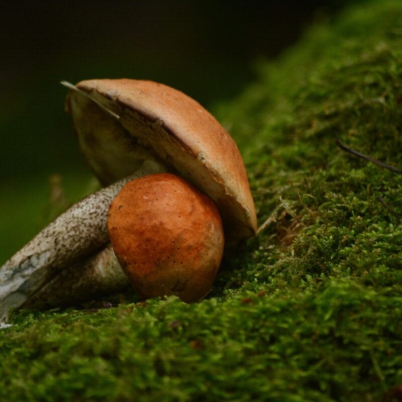 Mushroom Dispensary Vancouver | Powerful Magic Mushrooms Canada
