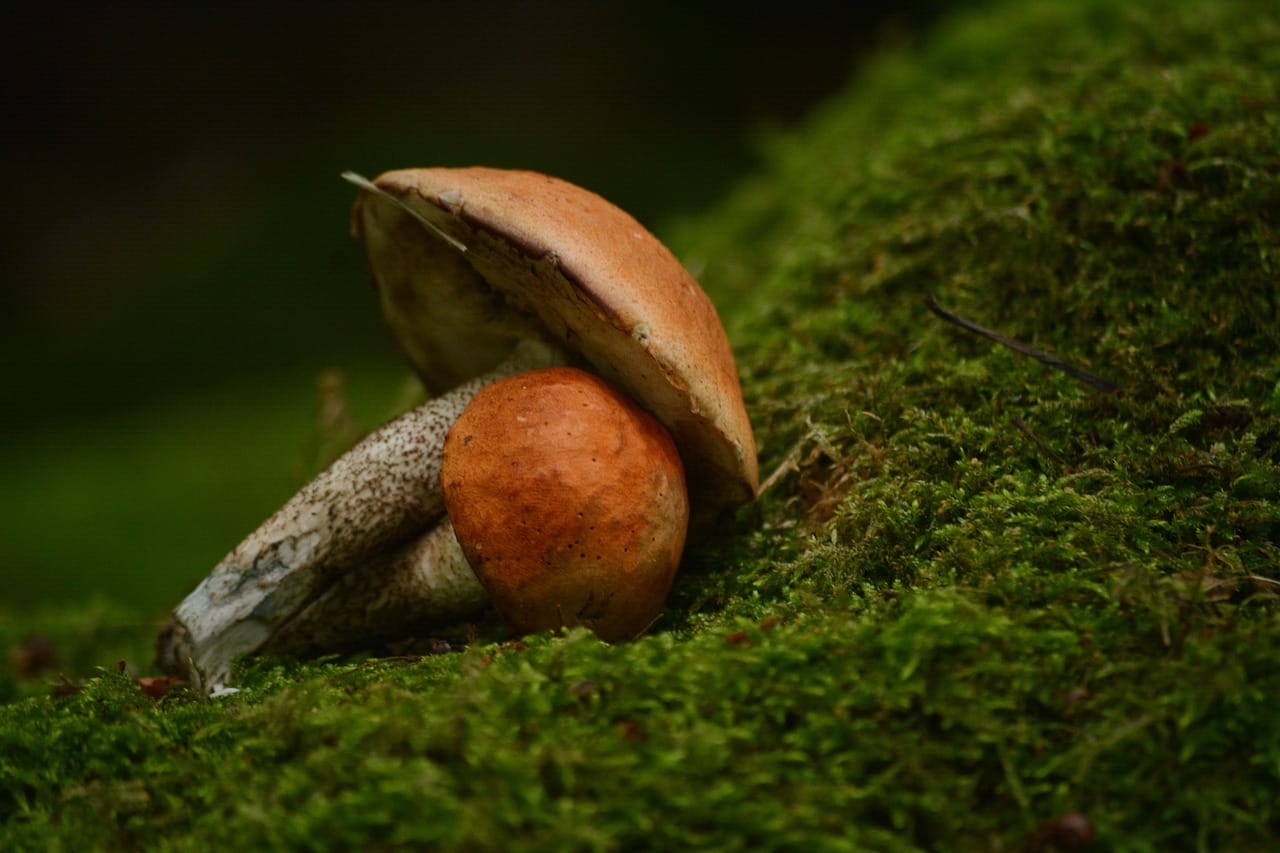 Vancouver Mushroom Dispensary: Five Fresh Mushroom Strains You Should Give a Shot