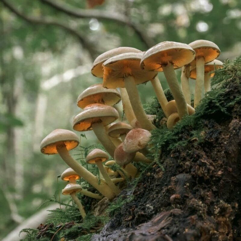 Shrooms online | Powerful Magic Mushrooms Canada