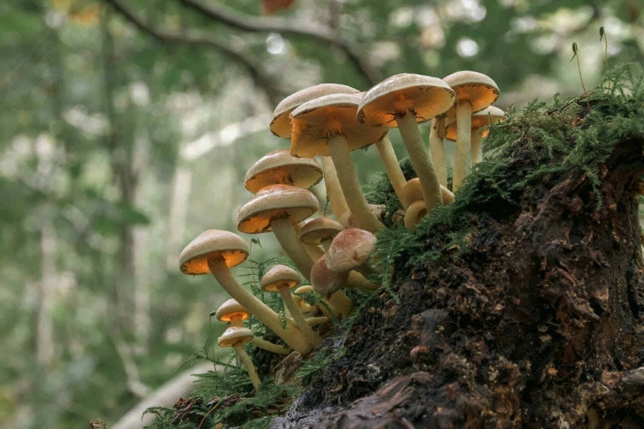 Magic Mushrooms’ Psilocybin Enhances Sexual Performance and Satisfaction