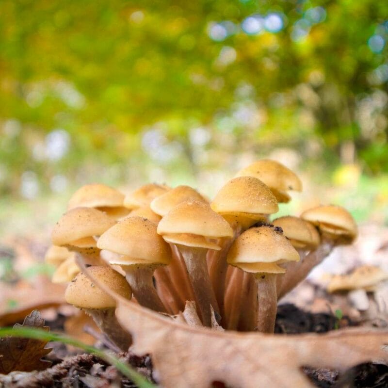 Shrooms Canada | Powerful Magic Mushrooms Canada