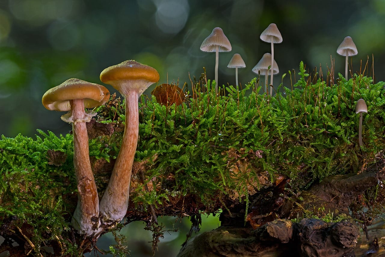 The Majority of Canadians, 80%, Advocate for the Use of Psychedelic Mushrooms to Alleviate Existential Anxiety.