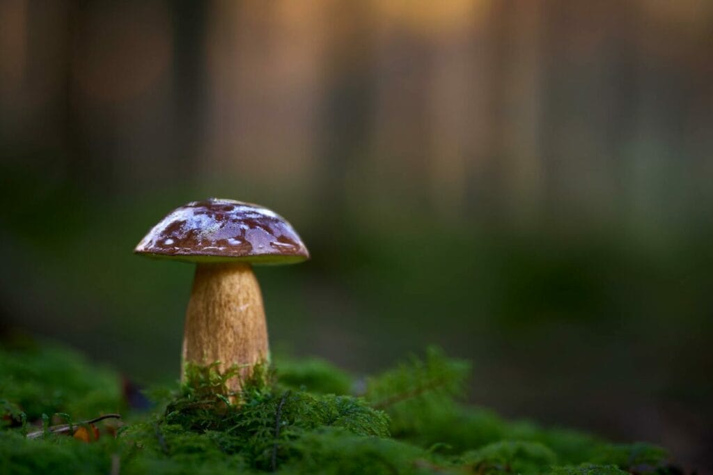How to brew magic mushroom tea