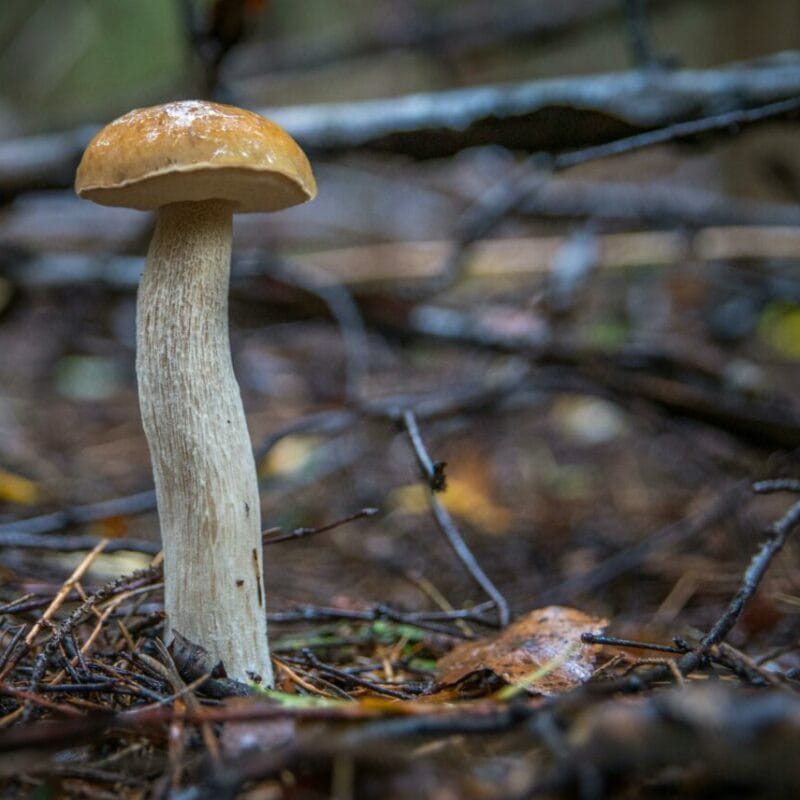 Shrooms online | Powerful Magic Mushrooms Canada