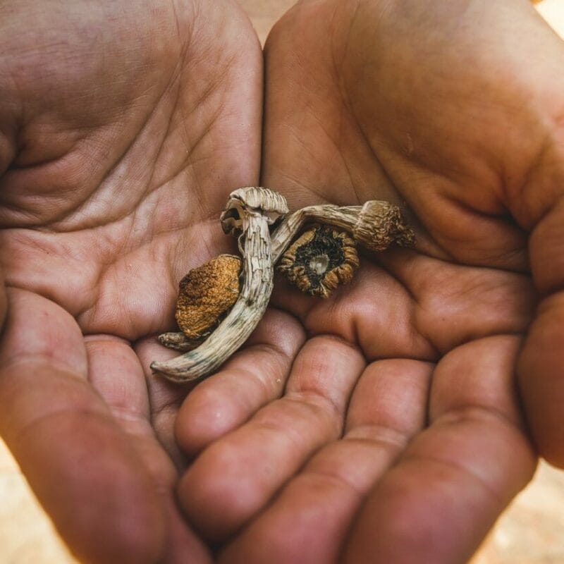 dried shrooms | Powerful Magic Mushrooms Canada